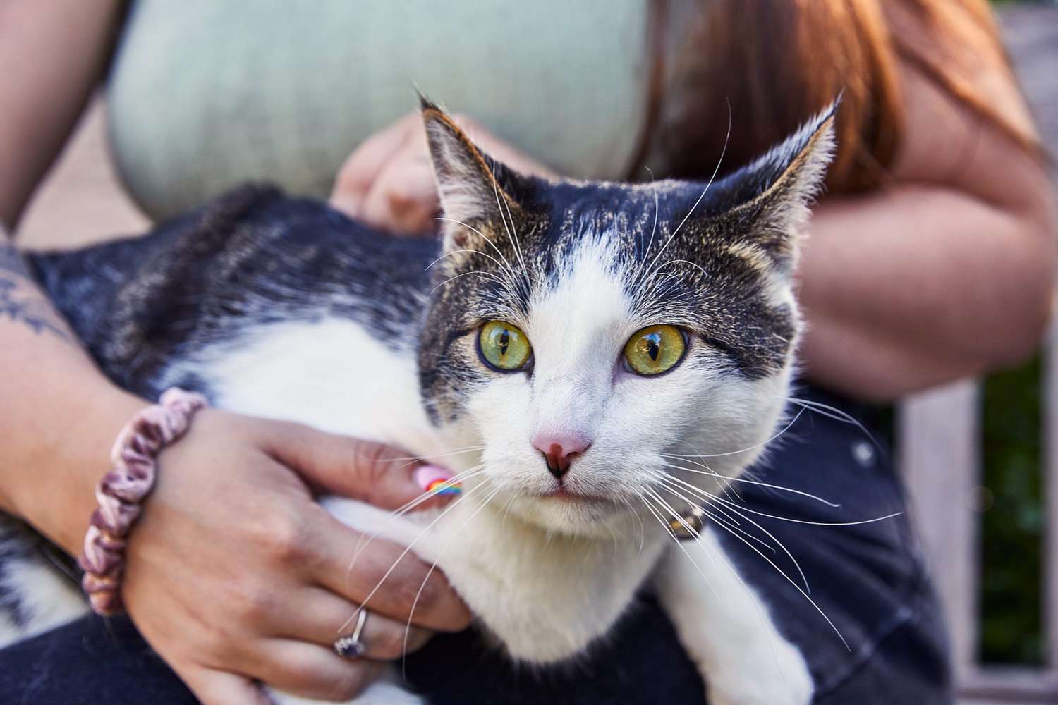 black-white-cat-on-lap-dpddm-JD-913-2000-9ba4ae3a902544d88af9f7ded6d7fe0c